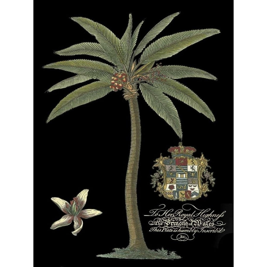 Palm on Black I Poster Print - Unknown-VARPDX36116D Image 1