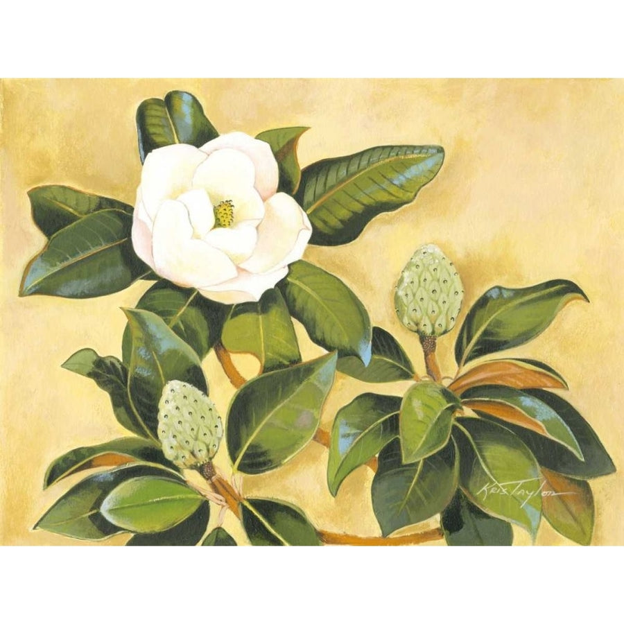 Southern Magnolia II Poster Print - Kris Taylor-VARPDX36212D Image 1