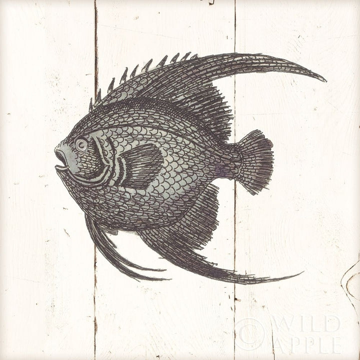 Fish Sketches Iv Shiplap Poster Print by Wild Apple Portfolio-VARPDX36264 Image 1