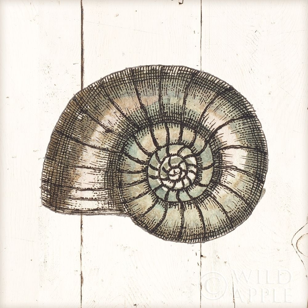 Shell Sketches I Shiplap Poster Print by Wild Apple Portfolio-VARPDX36265 Image 1