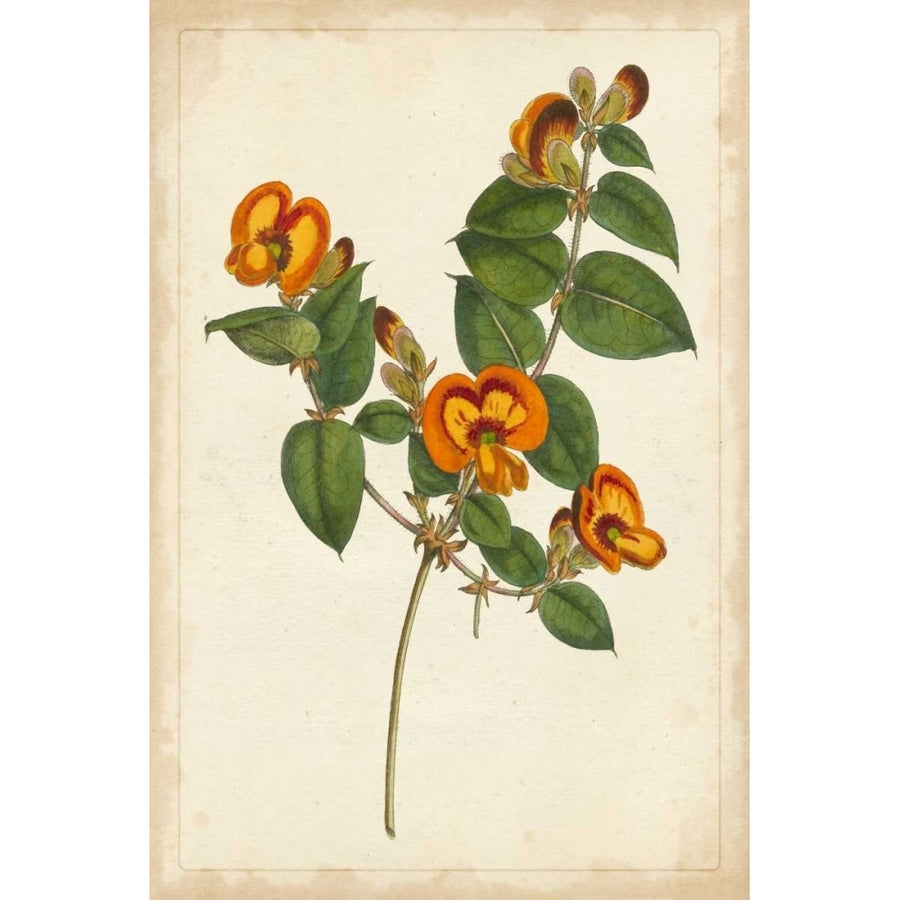 Vibrant Curtis Botanicals II Poster Print - Unknown-VARPDX36293D Image 1