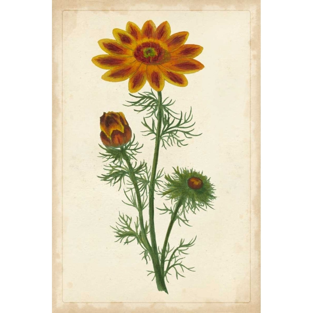 Vibrant Curtis Botanicals I Poster Print - Unknown-VARPDX36292D Image 1