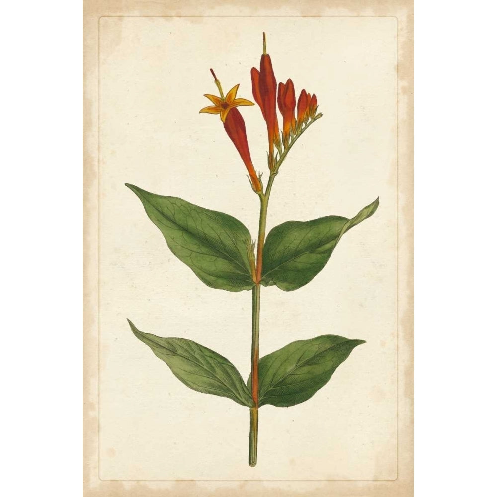 Vibrant Curtis Botanicals III Poster Print - Unknown-VARPDX36294D Image 1