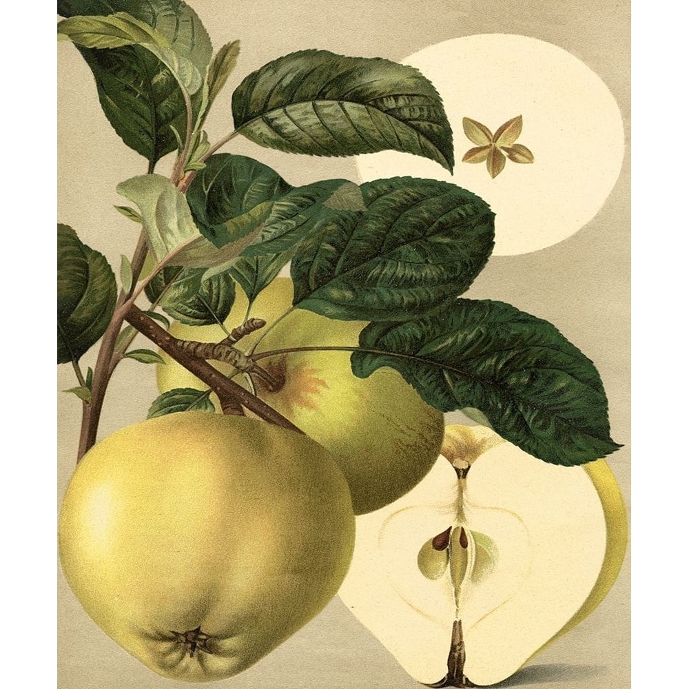 Apple Harvest I Poster Print - Unknown-VARPDX3632Z Image 1