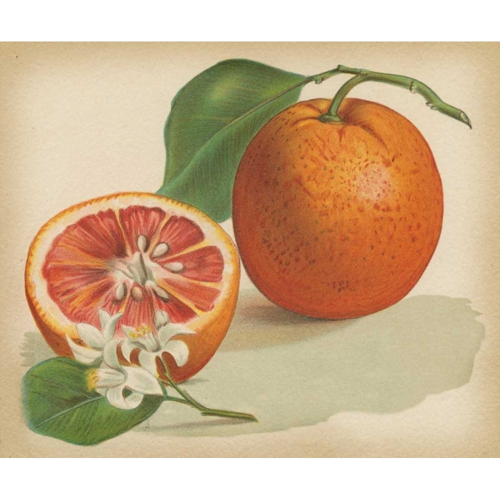 Orange Study I Poster Print - Unknown-VARPDX36333D Image 1