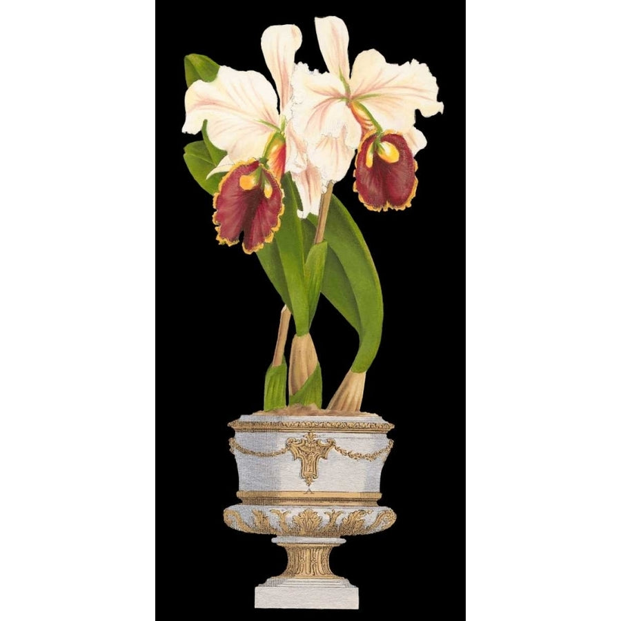 Orchids in Silver I Poster Print - Studio Vision-VARPDX36335D Image 1