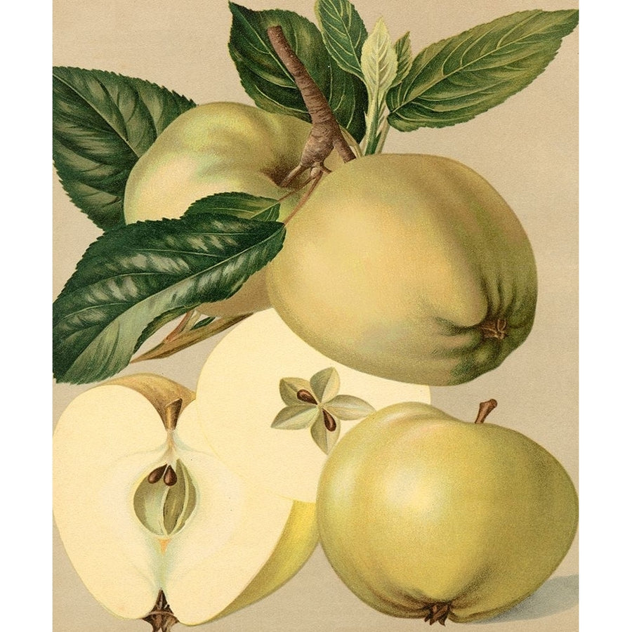 Apple Harvest II Poster Print - Unknown-VARPDX3633Z Image 1