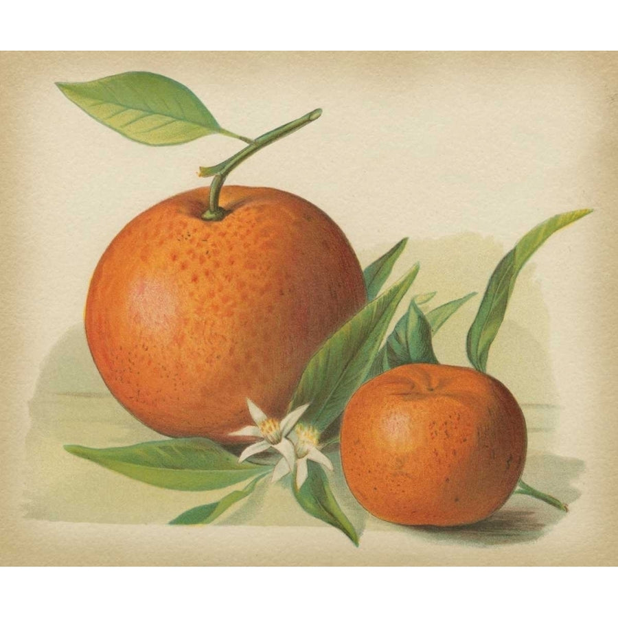 Orange Study II Poster Print - Unknown-VARPDX36334D Image 1