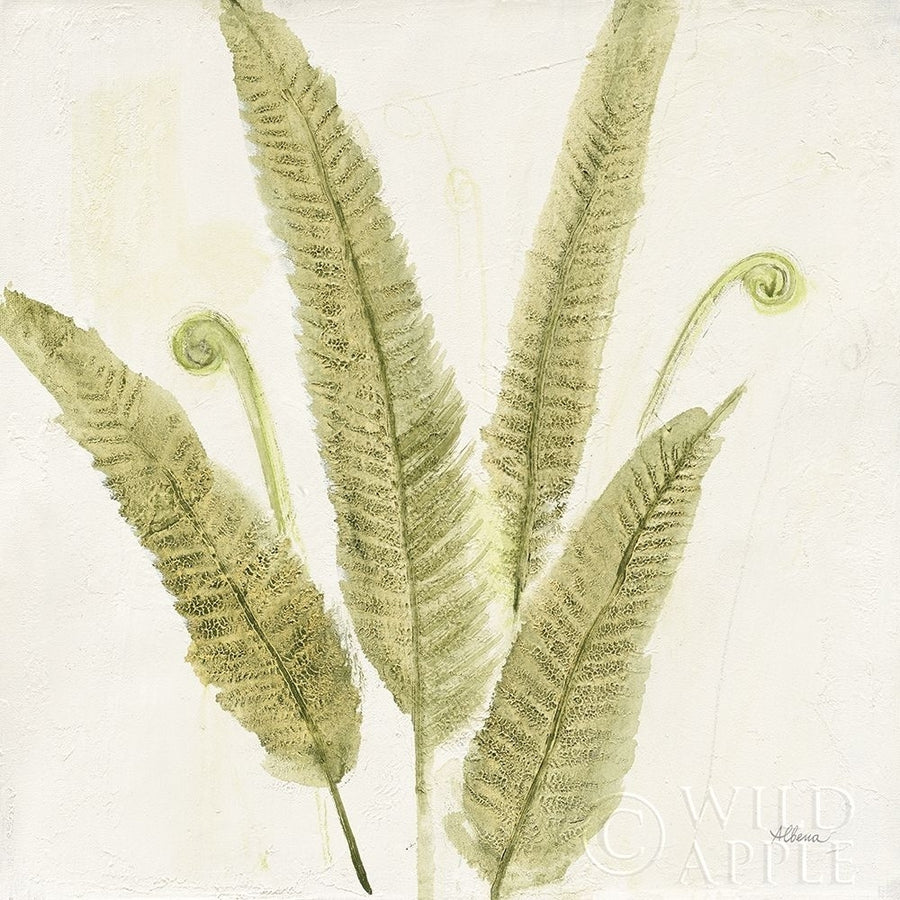 Forest Ferns Ii Poster Print by Albena Hristova-VARPDX36372 Image 1