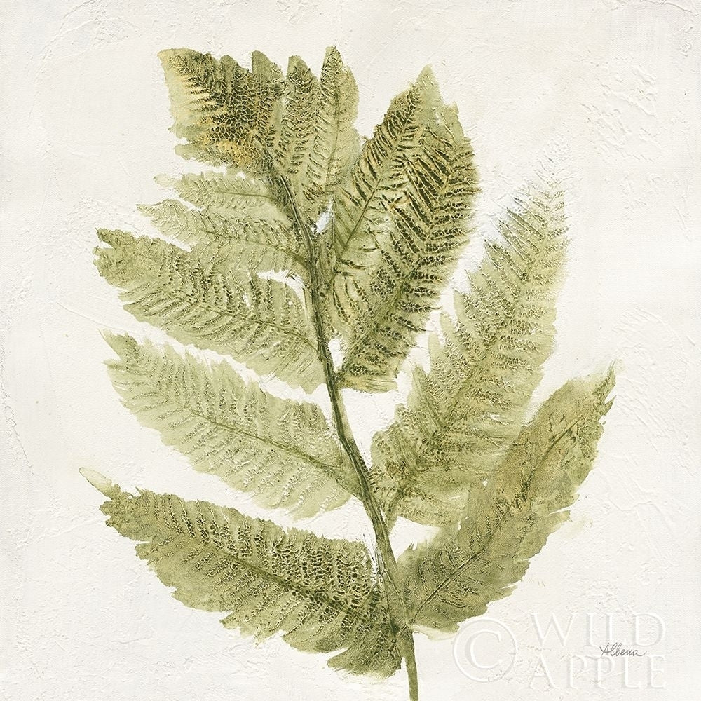 Forest Ferns I Poster Print by Albena Hristova-VARPDX36371 Image 1