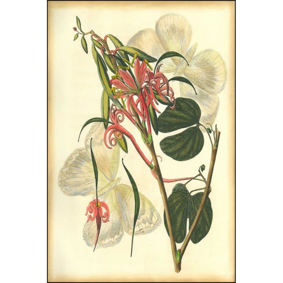 Floral Fantasia I Poster Print - Unknown-VARPDX36443DK Image 1