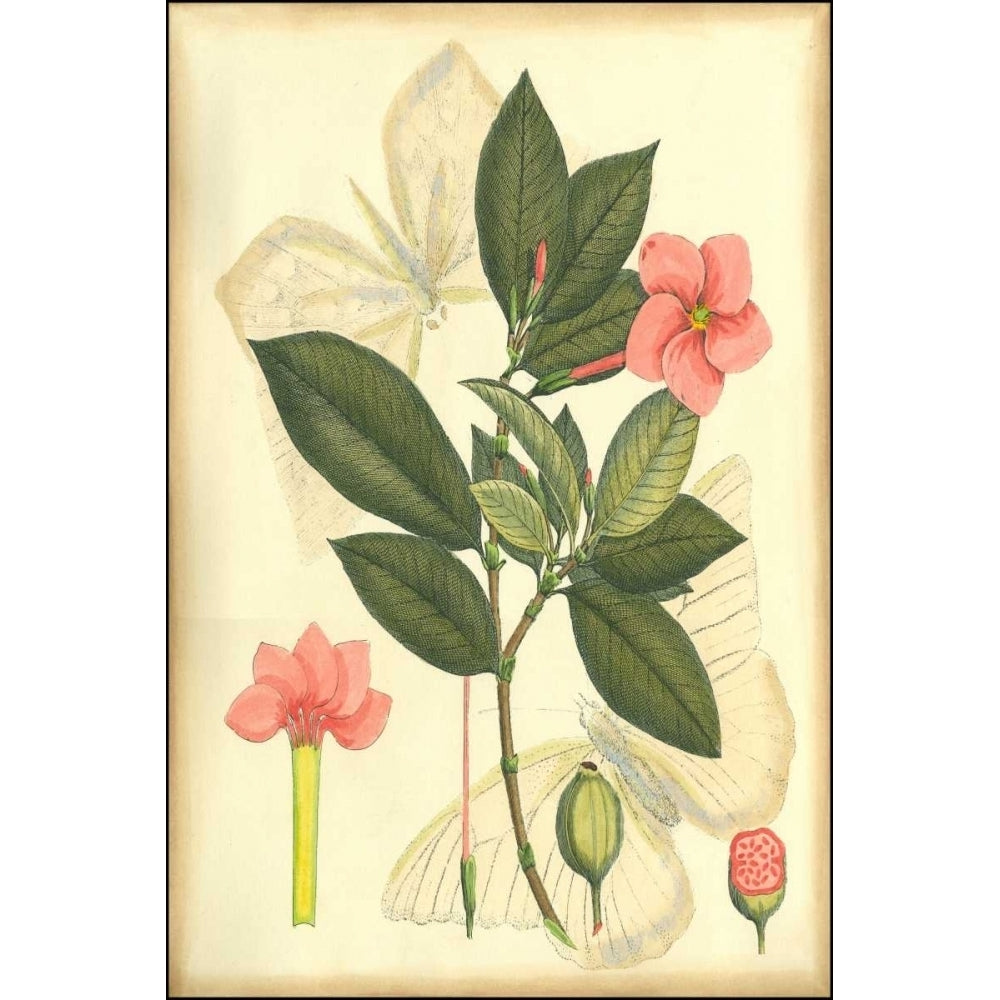 Floral Fantasia II Poster Print - Unknown-VARPDX36444DK Image 1