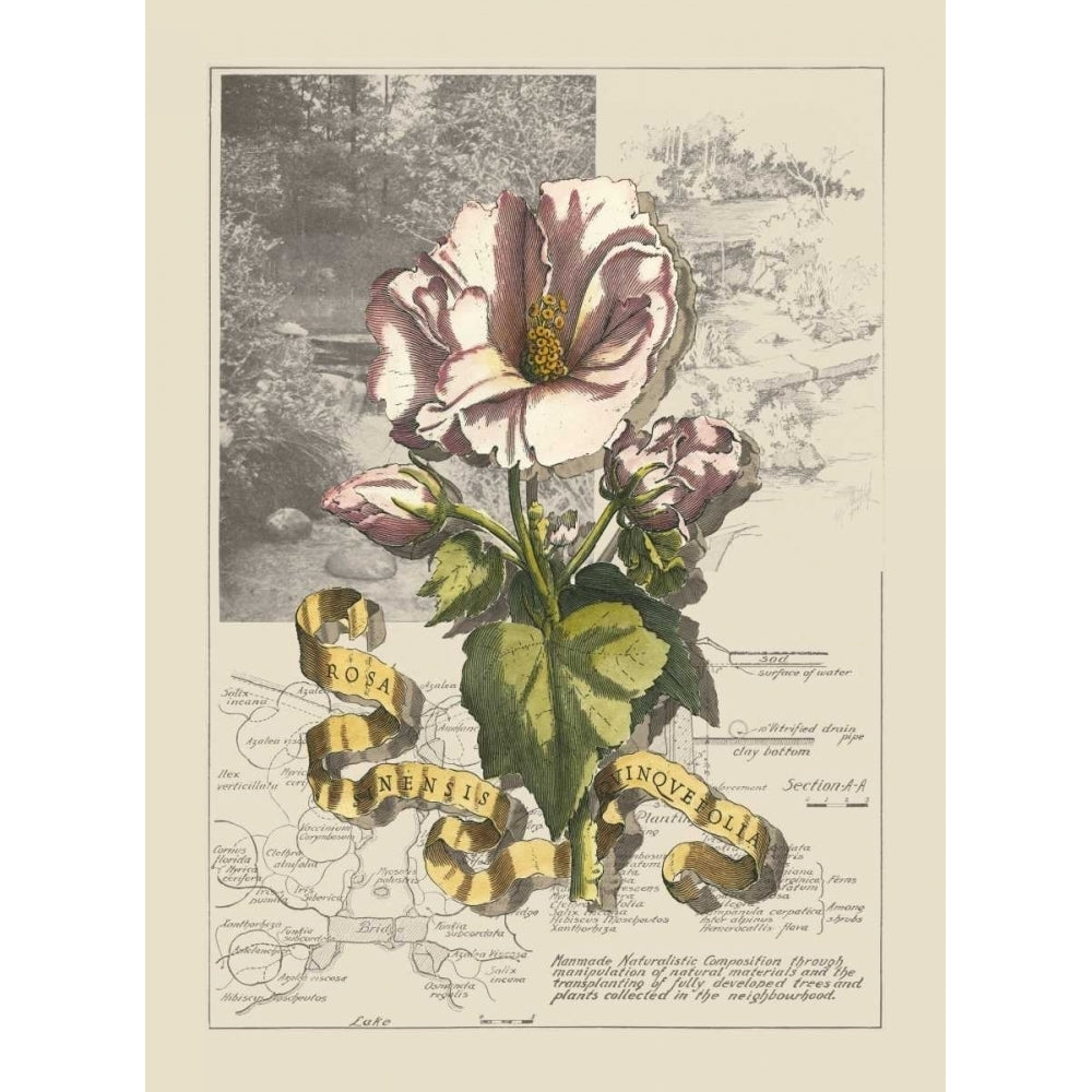 Garden in June III Poster Print - D. Bookman-VARPDX36594D Image 1