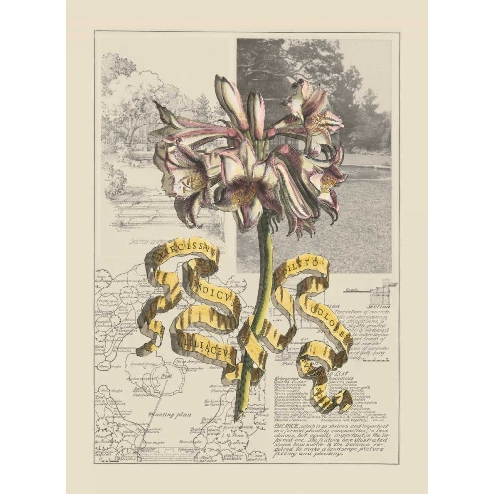 Garden in June IV Poster Print - D. Bookman-VARPDX36595D Image 1