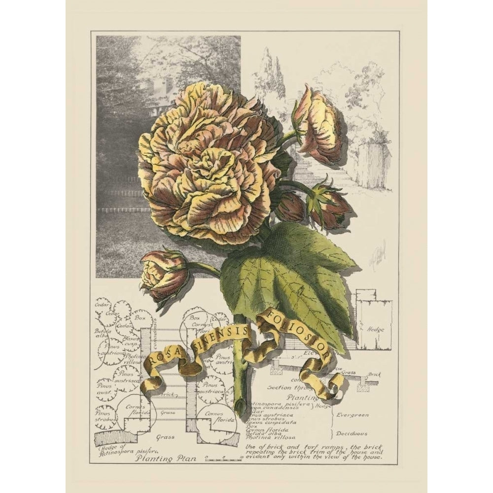 Garden in June II Poster Print - D. Bookman-VARPDX36593D Image 1