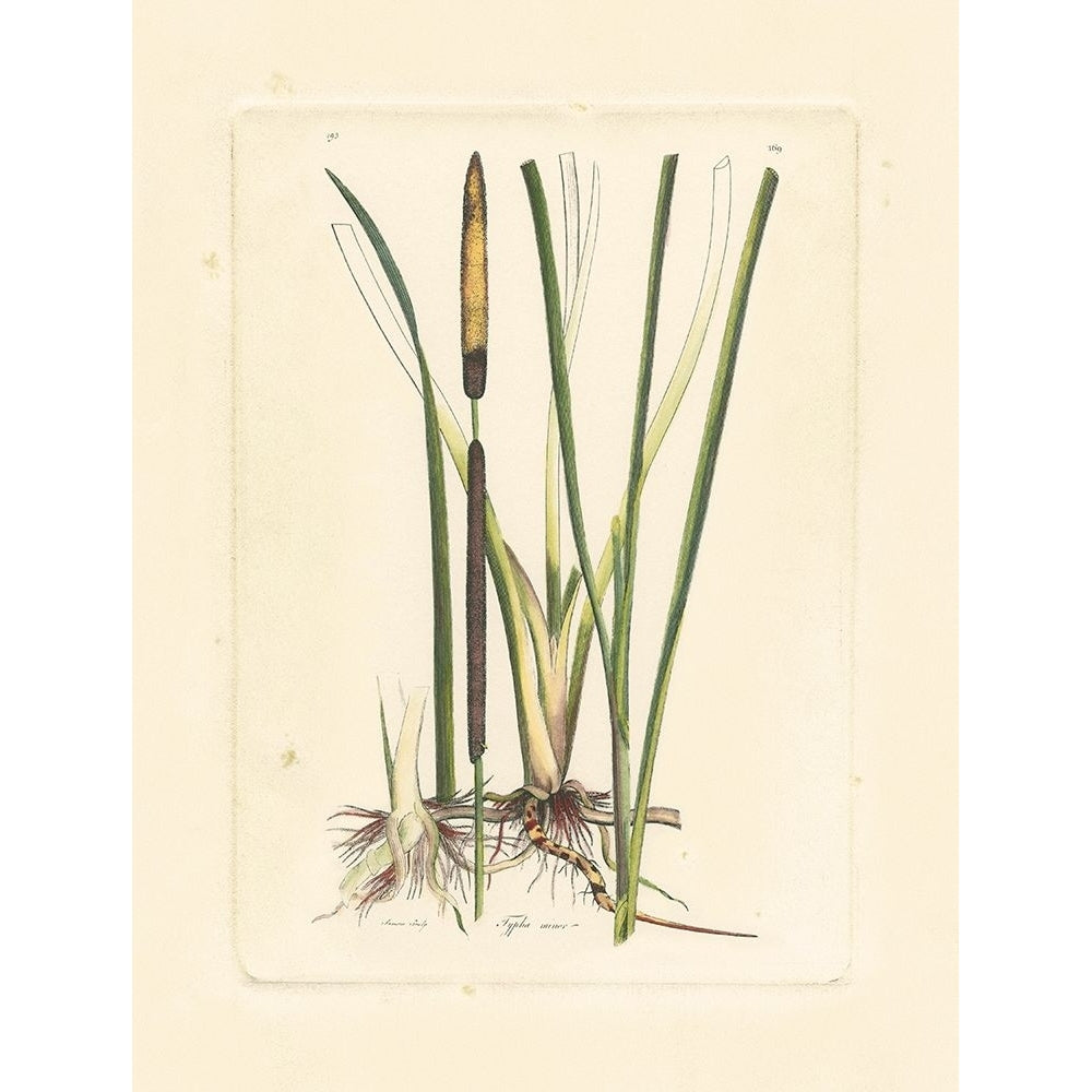 Antique Cattail II Poster Print - Curtis-VARPDX36608D Image 1