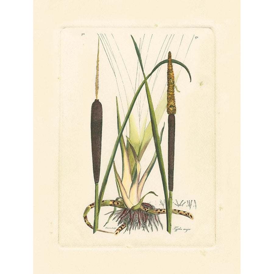 Antique Cattail I Poster Print - Curtis-VARPDX36607D Image 1