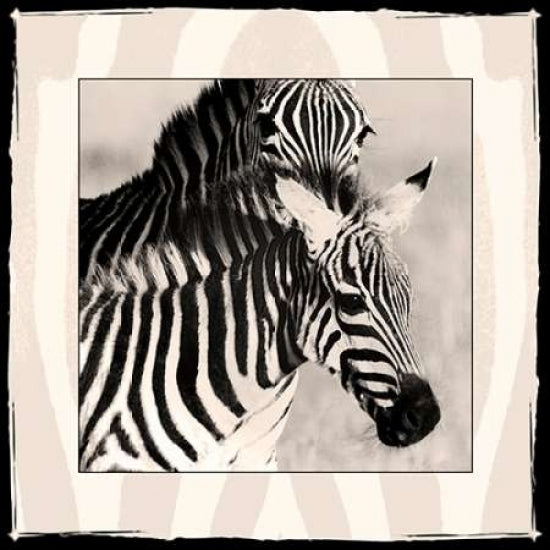 Zebra Enchantment 1 Poster Print by Frank and Susann Parker Nature Photography-VARPDX366FSP1005 Image 1