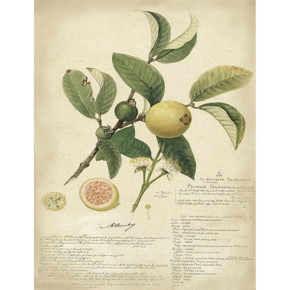 Descube Botanical I Poster Print - A. Descubes-VARPDX3670Z Image 1