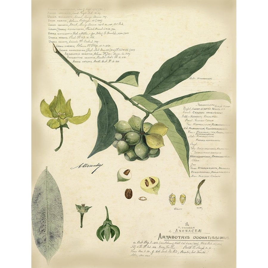 Descube Botanical II Poster Print - A. Descubes-VARPDX3671Z Image 1