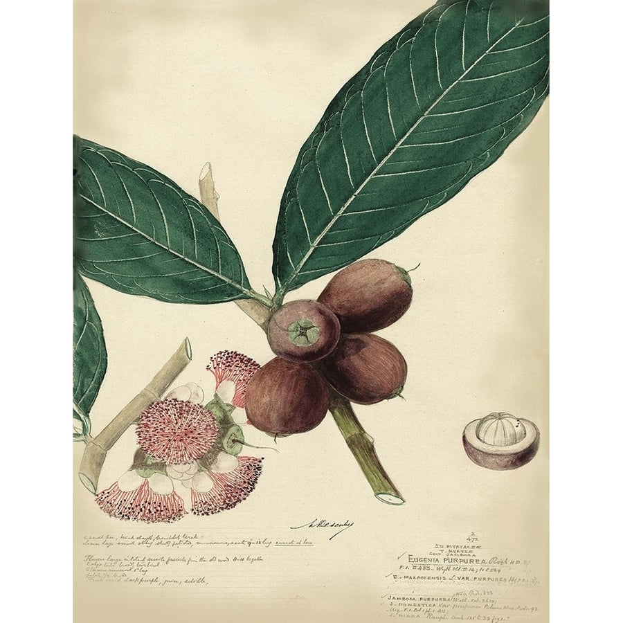 Descube Botanical IV Poster Print - A. Descubes-VARPDX3673Z Image 1