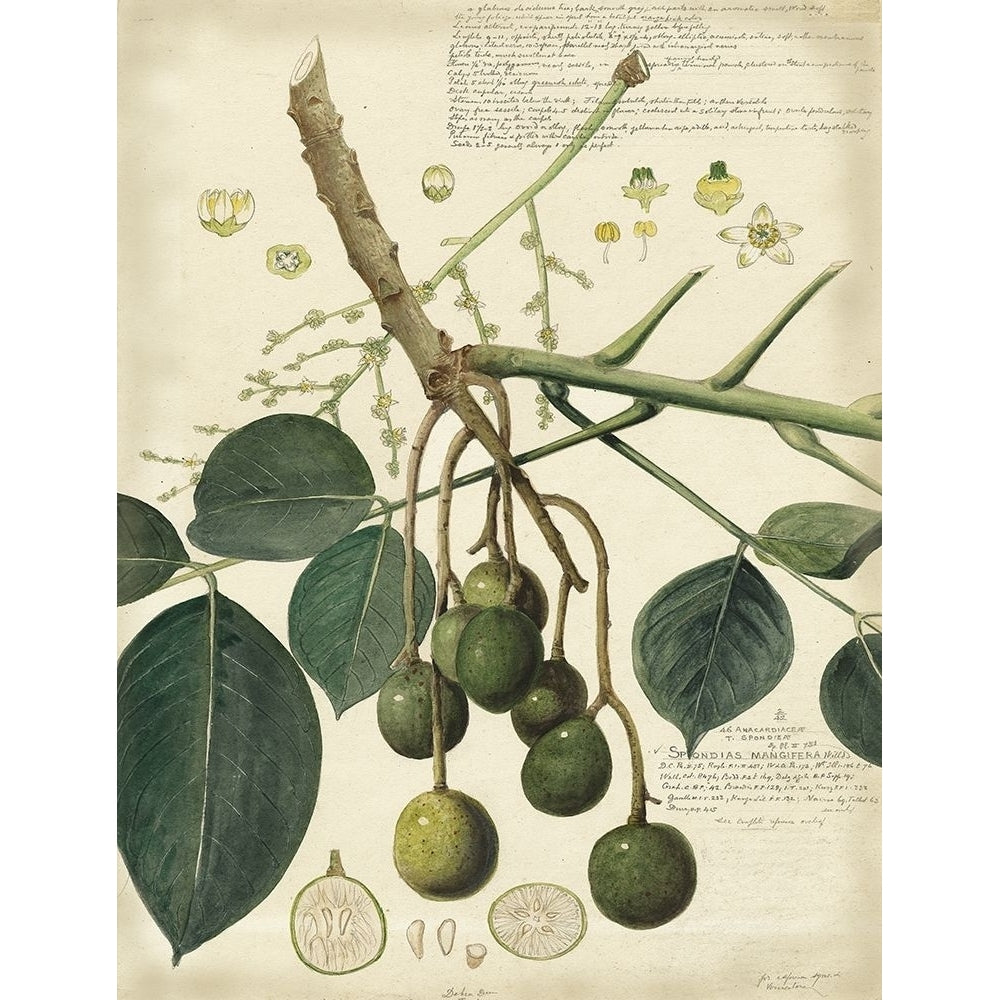 Descube Botanical VI Poster Print - A. Descubes-VARPDX3675Z Image 1