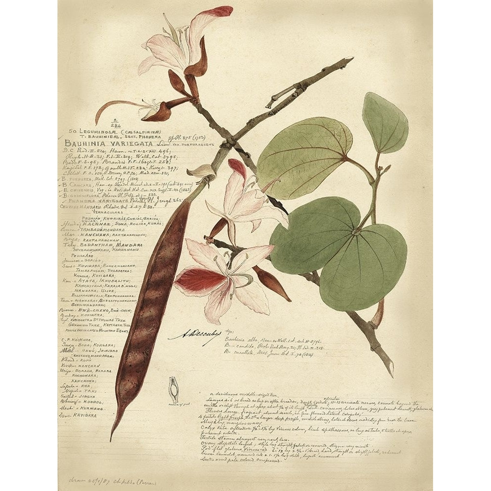 Descube Botanical III Poster Print - A. Descubes-VARPDX3672Z Image 1