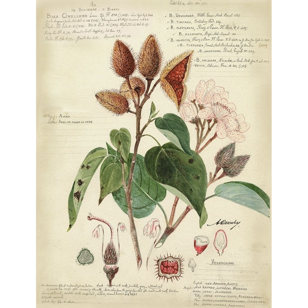 Descube Botanical V Poster Print - A. Descubes-VARPDX3674Z Image 1