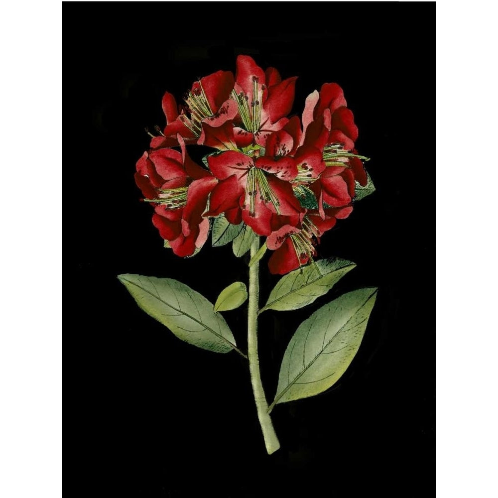 Crimson Flowers on Black I Poster Print - Unknown-VARPDX36769D Image 1