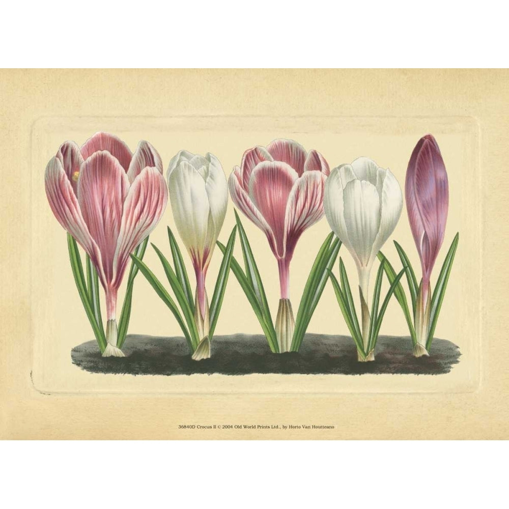 Crocus II Poster Print - Studio Vision-VARPDX36840D Image 1