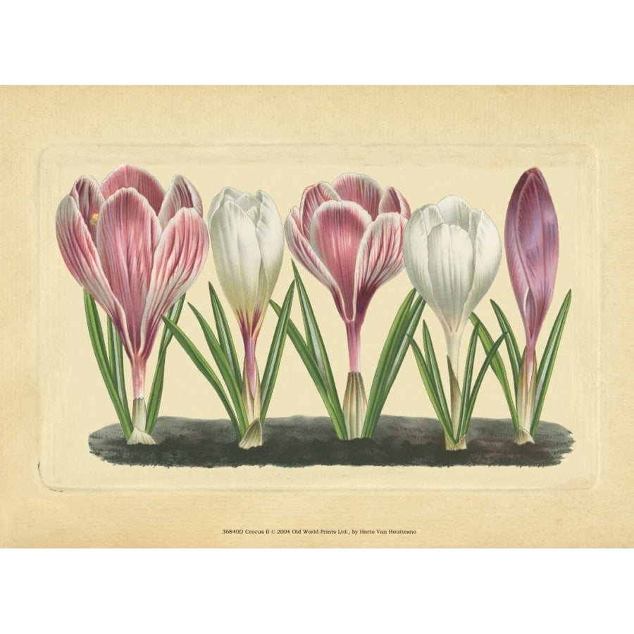 Crocus II Poster Print - Studio Vision-VARPDX36840D Image 1