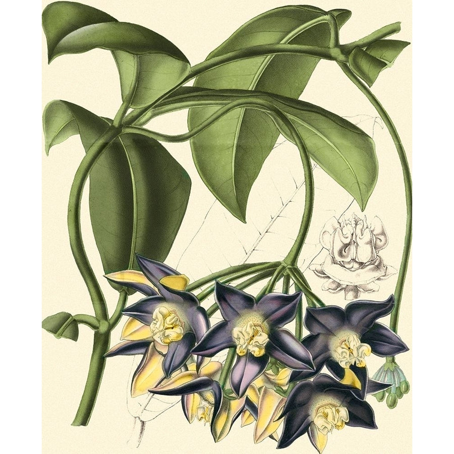 Exotic Foliage III Poster Print - Studio Vision-VARPDX36843D Image 1