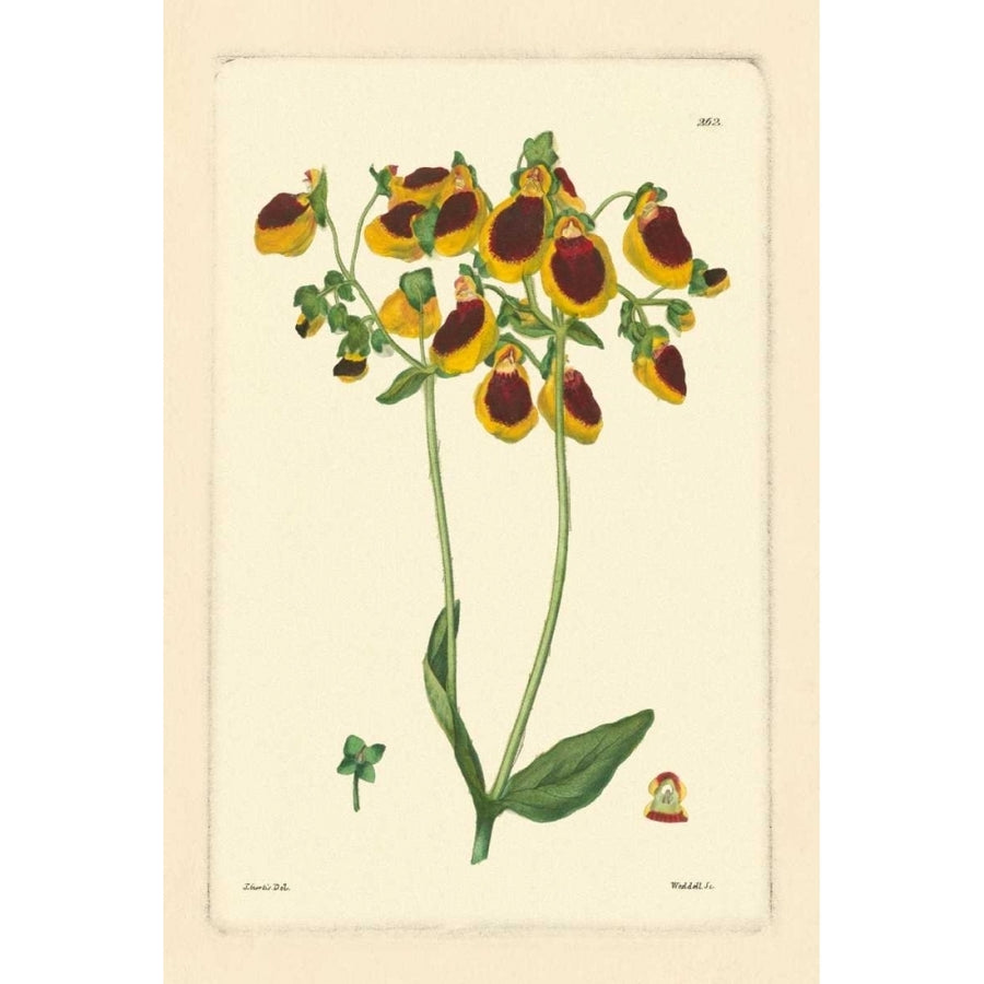 Yellow Curtis Botanical I Poster Print - Studio Vision-VARPDX36849D Image 1