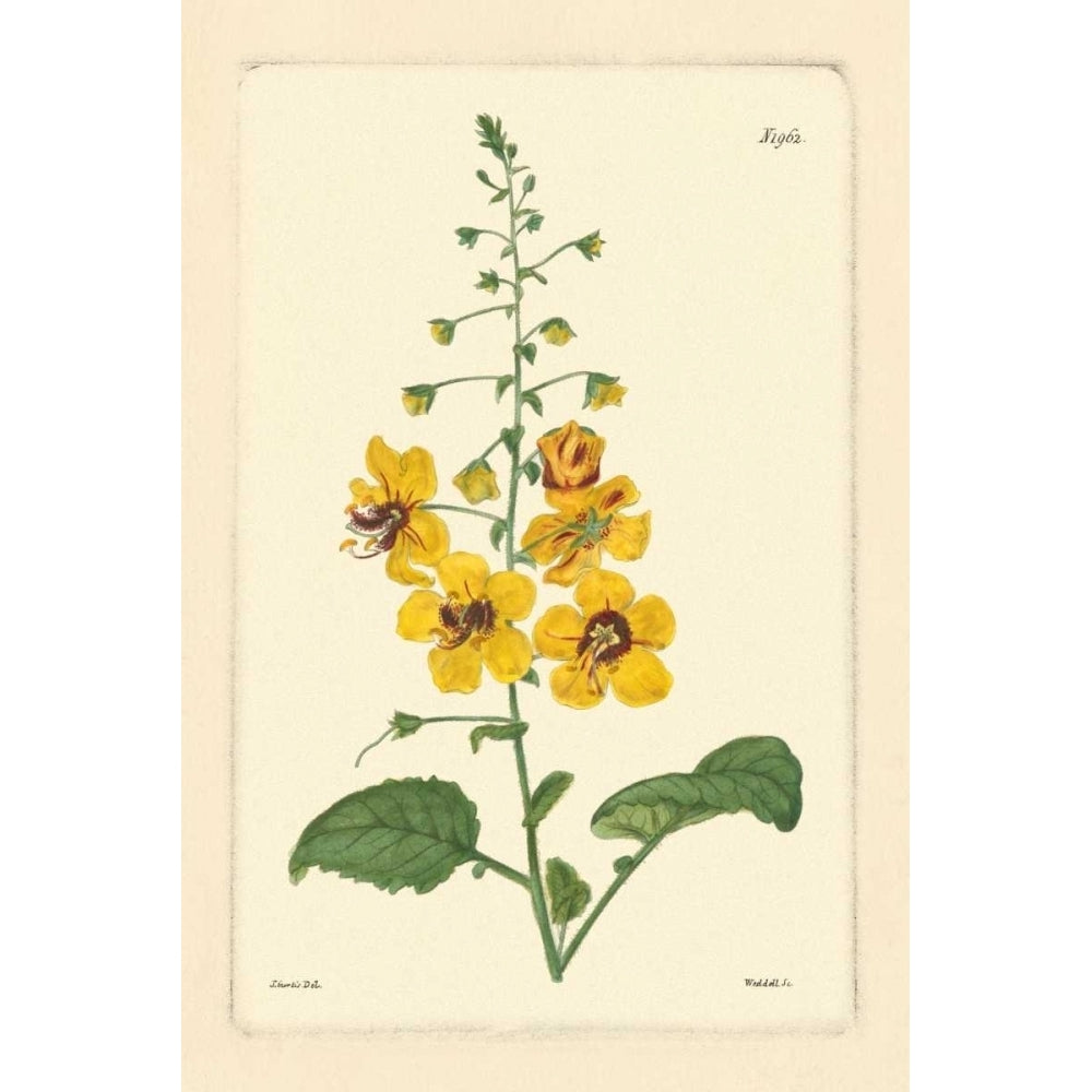 Yellow Curtis Botanical II Poster Print - Studio Vision-VARPDX36850D Image 1