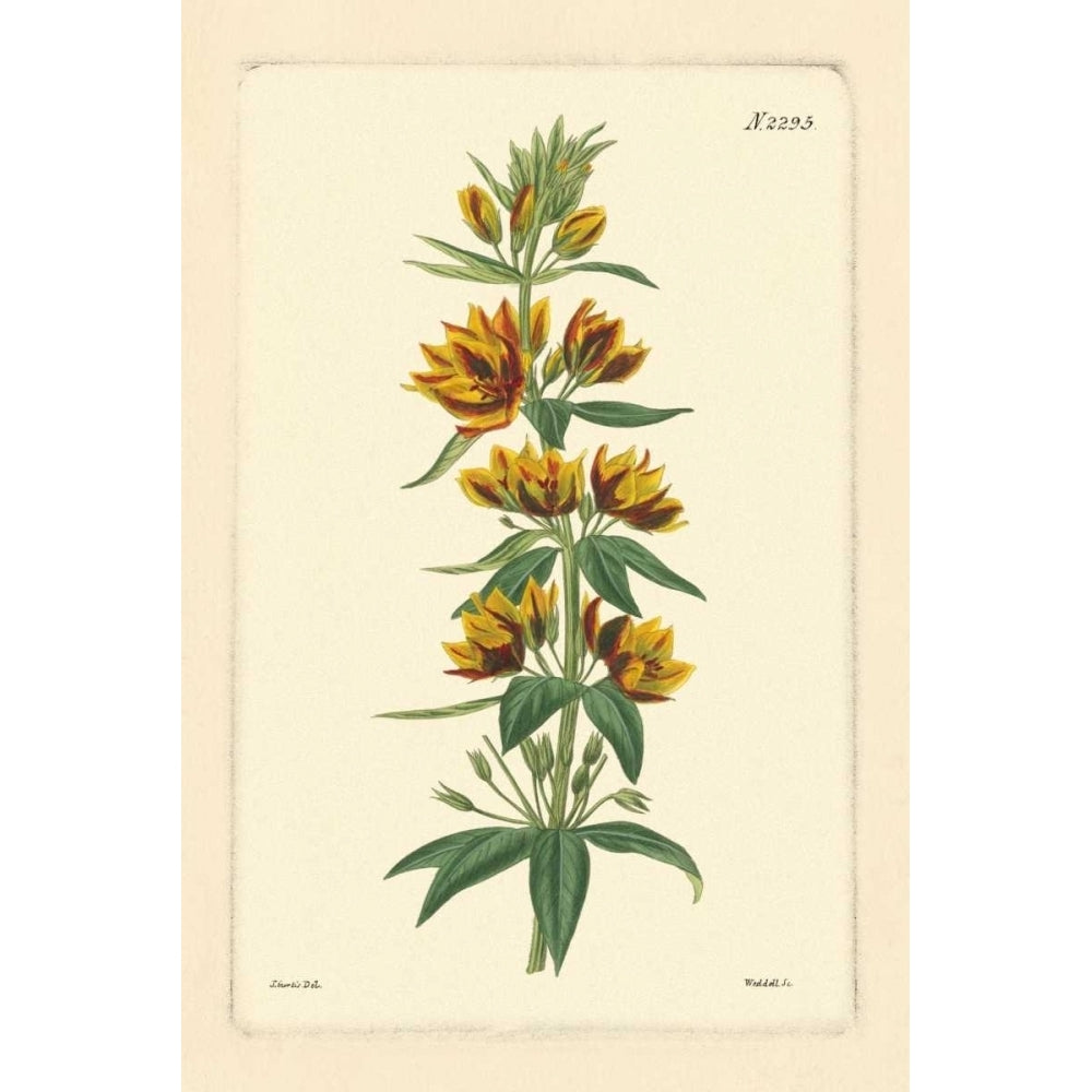 Yellow Curtis Botanical IV Poster Print - Studio Vision-VARPDX36852D Image 1