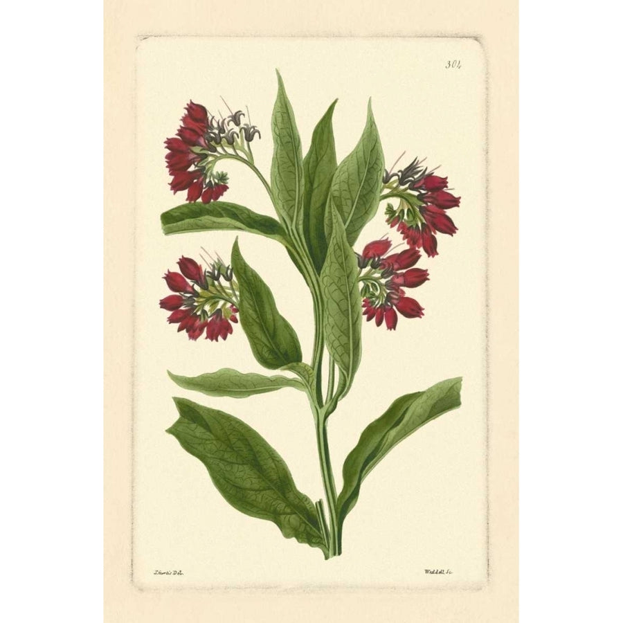 Red Curtis Botanical I Poster Print - Studio Vision-VARPDX36845D Image 1