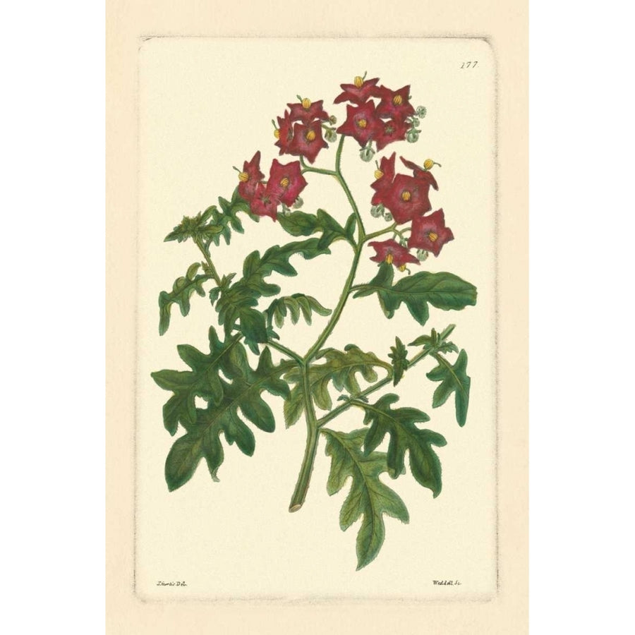 Red Curtis Botanical III Poster Print - Studio Vision-VARPDX36847D Image 1