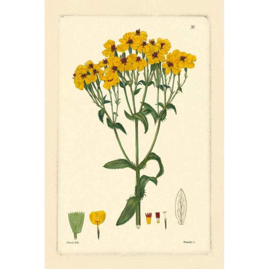 Yellow Curtis Botanical III Poster Print - Studio Vision-VARPDX36851D Image 1