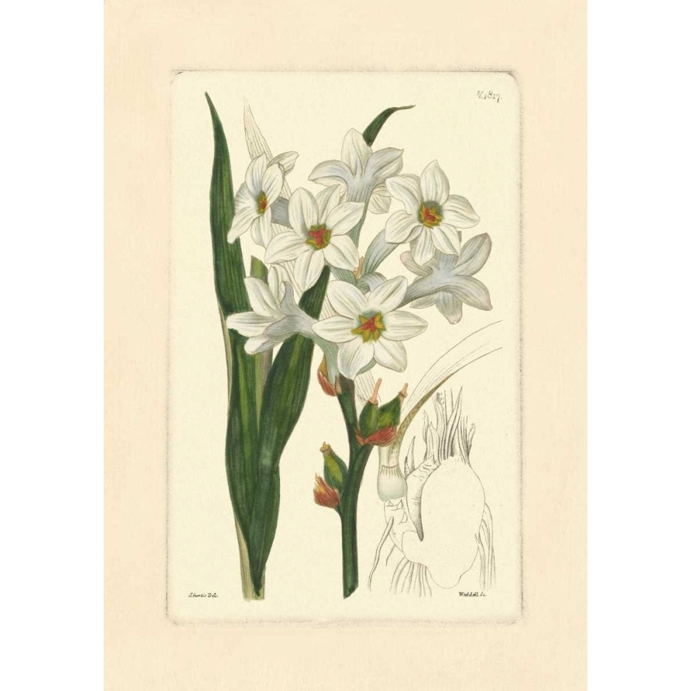 White Curtis Botanical I Poster Print - Studio Vision-VARPDX36853D Image 1