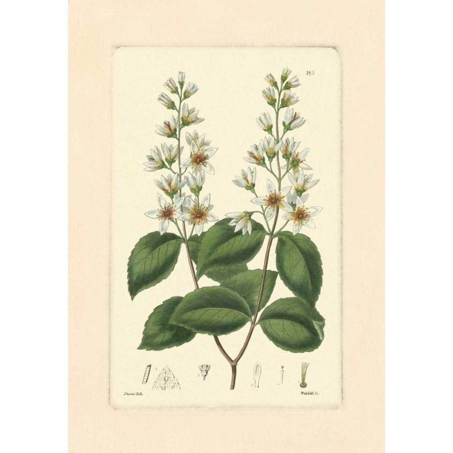 White Curtis Botanical II Poster Print - Studio Vision-VARPDX36854D Image 1