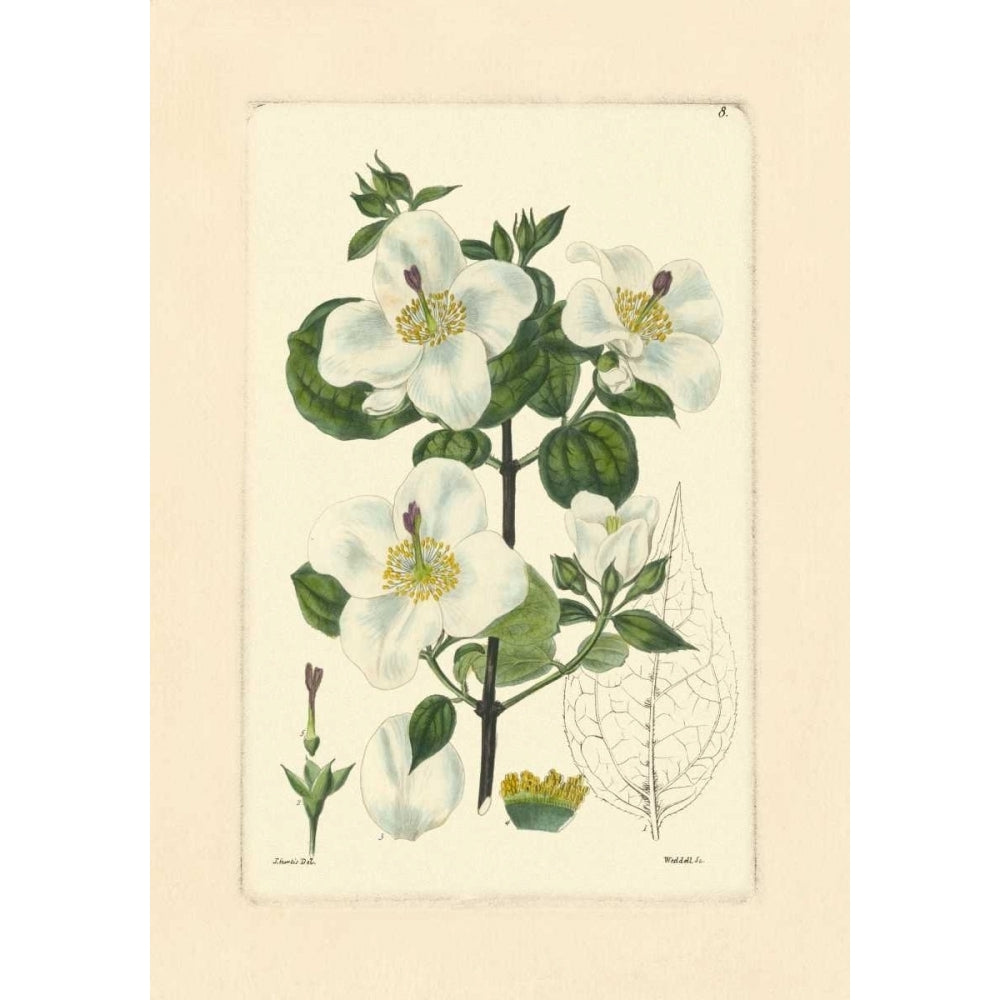 White Curtis Botanical III Poster Print - Studio Vision-VARPDX36855D Image 1