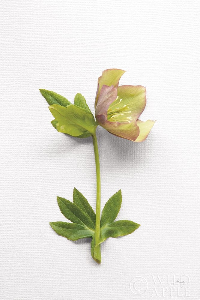 Hellebore Study Iii Poster Print by Felicity Bradley-VARPDX36943 Image 1