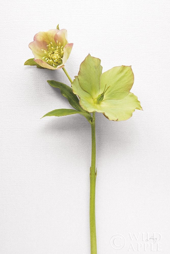 Hellebore Study Ii Poster Print by Felicity Bradley-VARPDX36942 Image 1