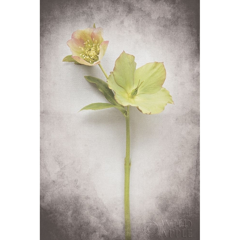 Vintage Hellebore Study Ii Poster Print by Felicity Bradley-VARPDX36949 Image 1