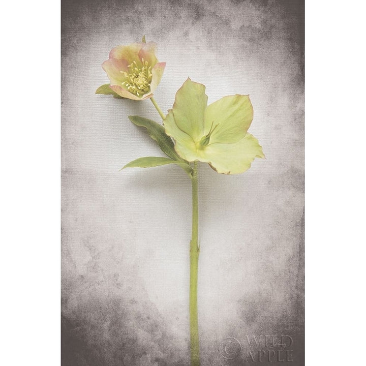 Vintage Hellebore Study Ii Poster Print by Felicity Bradley-VARPDX36949 Image 1