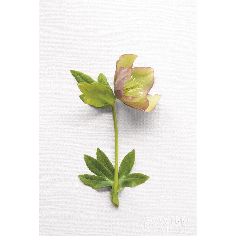 Hellebore Study Iii Poster Print by Felicity Bradley-VARPDX36943 Image 2