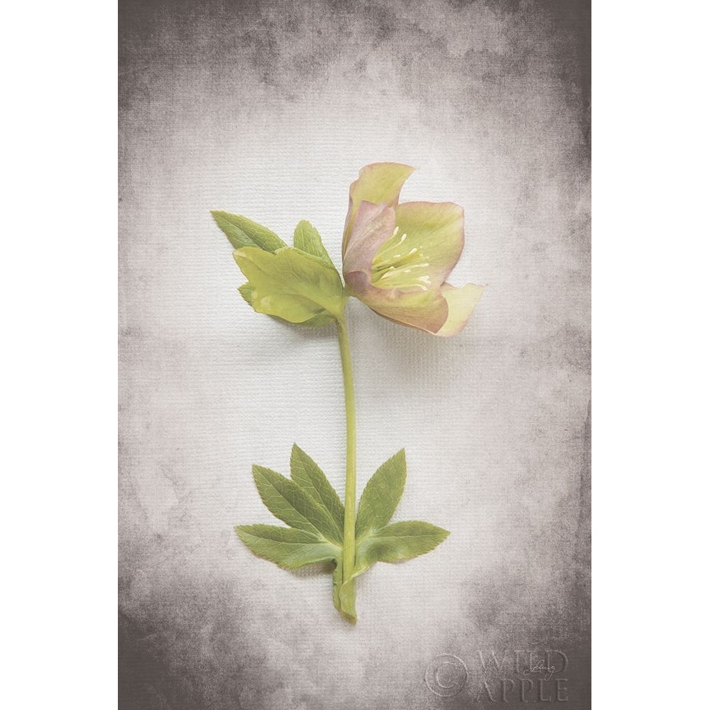 Vintage Hellebore Study Iii Poster Print by Felicity Bradley-VARPDX36950 Image 1