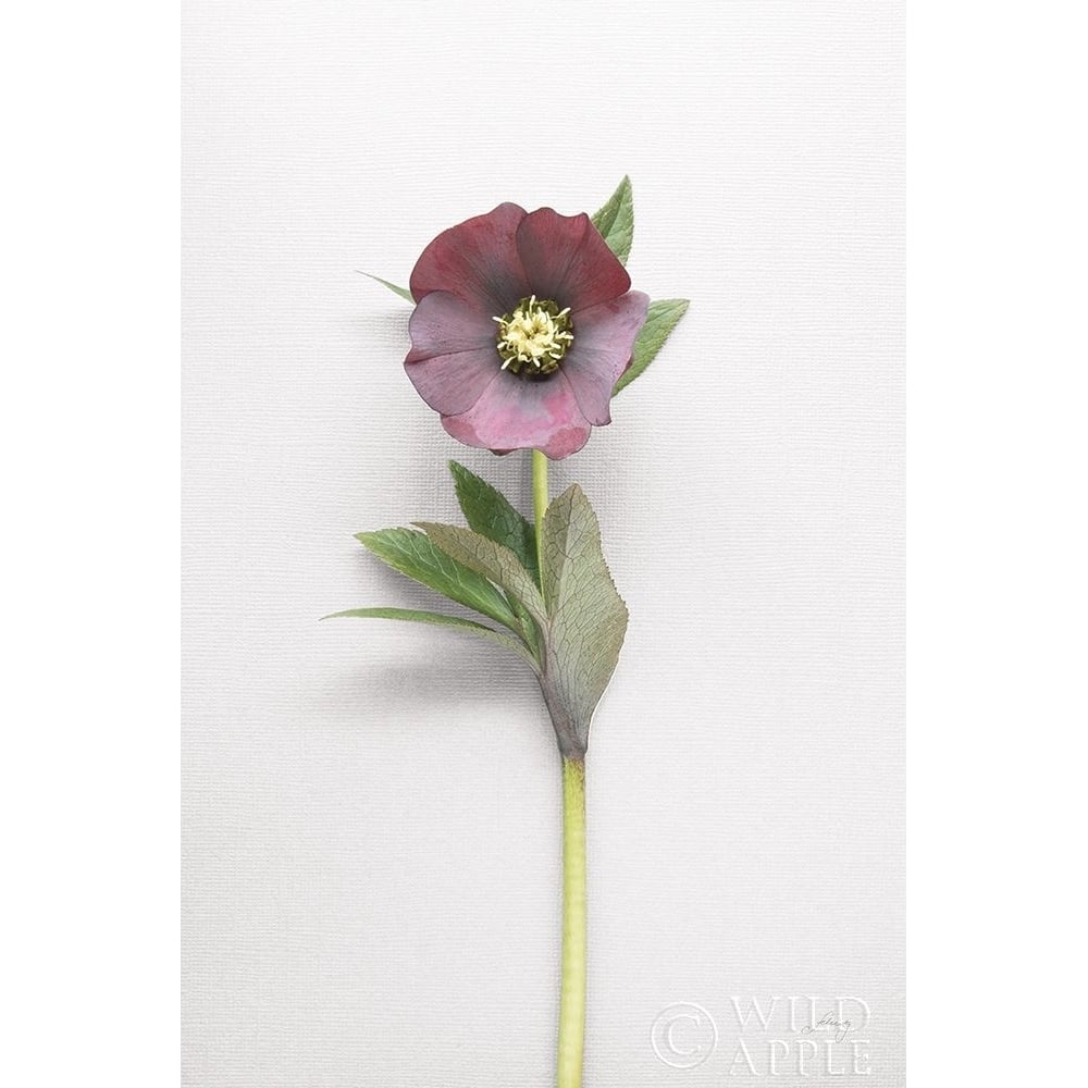 Hellebore Study Vi Poster Print by Felicity Bradley-VARPDX36946 Image 2