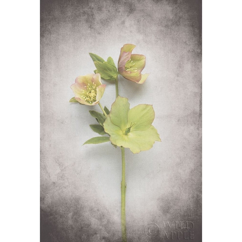 Vintage Hellebore Study I Poster Print by Felicity Bradley-VARPDX36948 Image 1