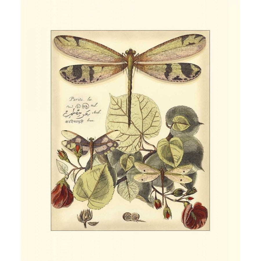 Whimsical Dragonflies II Poster Print - Studio Vision-VARPDX3699Z Image 1